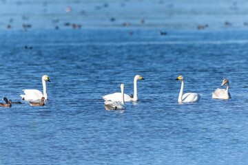 湖に飛来した白鳥