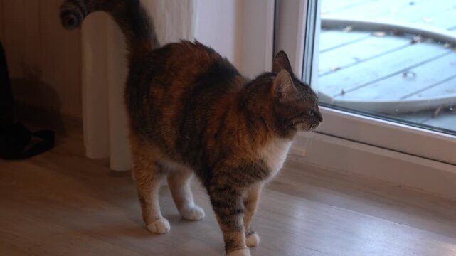 A calico cat sits by the window and watches the street outside. This beautiful cat is orange, black, and white.