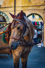 Horse between old buildings in the city of Siena, Tuscany, Italy.