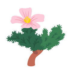 Monsonia multifida pink flower (single bloom)