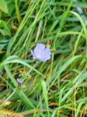 Blue chicory flowers and stems growing wild in autumn. Cichorium intybus. Chicory roots are used as a coffee substitute.
