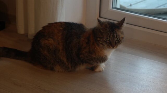 A calico cat sits by the window and watches the street outside. This beautiful cat is orange, black, and white.