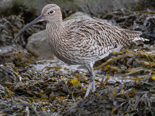 A close up of a Eurasian Curlew feeding on the shore amongst seaweed