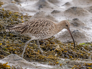 A close up of a Eurasian Curlew feeding on the shore amongst seaweed