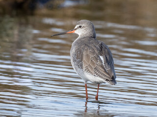 A close up of an adult Spotted Redshank in basic, winter plumage standing in shallow water