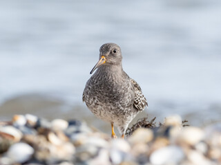 A head on shot of a Purple Sandpiper molting into basic, winter plumage and walking towards the observer