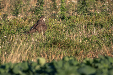 The common buzzard