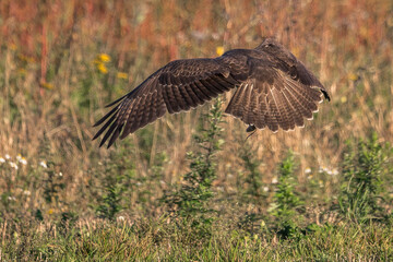 The common buzzard