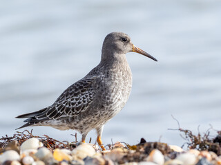 A close up of a Purple Sandpiper molting into basic, winter plumage