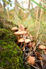 High-resolution vertical shot of contrasting forest elements. Ideal for use as a background, for 3D mapping (texture mapping), natural product packaging, or digital collage work requiring depth and 