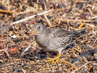 A close up of a Purple Sandpiper searching for food amongst the organic matter deposited on a shingle beach
