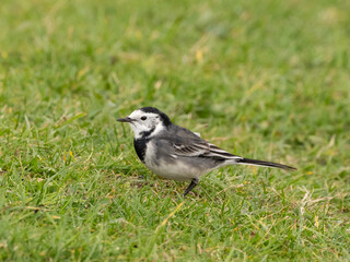Fototapeta premium A White Wagtail foraging for food in short grass