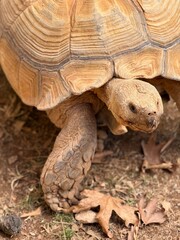 A large African spurred tortoise resting on the ground, close-up view