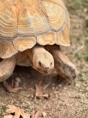 A large African spurred tortoise resting on the ground, close-up view