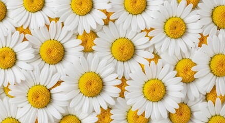 Full frame, close-up background pattern of many white daisy flowers with bright yellow centers, tightly clustered together.