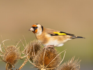 A close up of a brightly colored European Goldfinch perched up and feeding on the seedheads of the Common Teasel