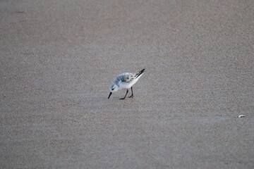 Bird by the ocean

