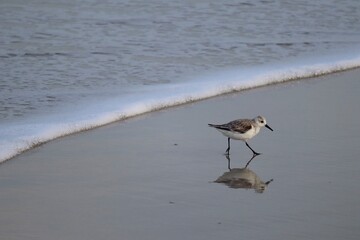 bird by the beach