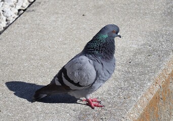 bird by the beach