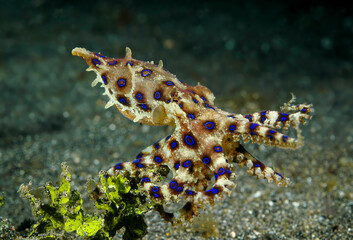 Midring bluering octopus pausing on Halimeda algae © Scubabruce