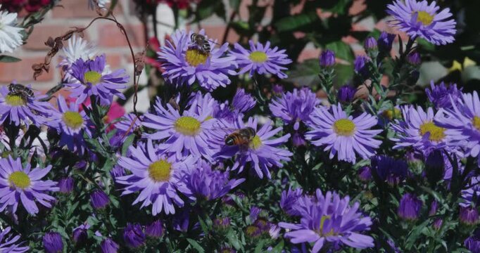 Numerous bees and a vibrant peacock butterfly collect nectar and pollen from blooming asters in a sunny garden. A vibrant illustration of the pollination process and the life of insects.