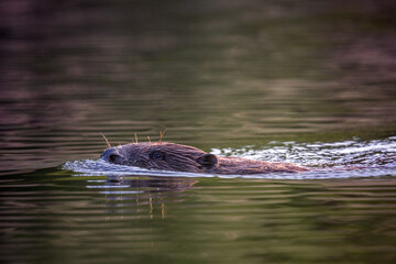 Beaver