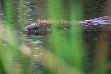 Beaver