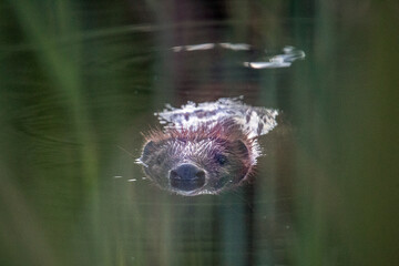 Beaver