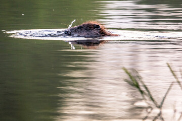 Beaver