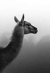 A wild andean Guanaco in black and white in Patagonia, Chile