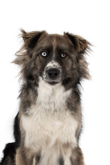Merle border collie portrait on white studio background, close-up, blue and brown eyes, looking at the camera