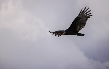 Obraz premium Turkey vulture soaring with wings spread wide under cloudy sky, showing its distinctive red head and dark feathers