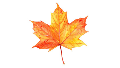 Fototapeta premium A vibrant, digitally painted maple leaf in autumn colors, featuring orange, yellow, and red hues isolated on black