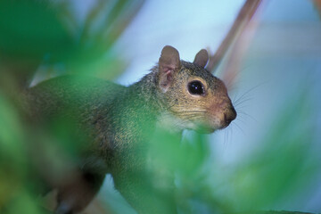 Portrait of an Eastern Grey Squirrel in a tree