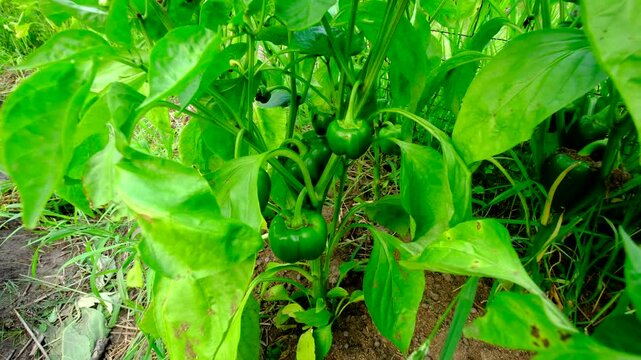 Close up of few unripe or green bell peppers growing on plant and moving camera away revealing more plants growing next to fence