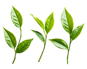Vibrant green tea leaves on delicate stems offer fresh natural beauty for health, wellness and beverage concepts