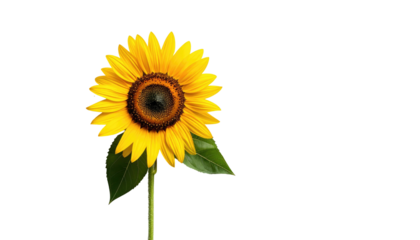 Bright yellow sunflower with a dark center against a stark black background on a single stem with green leaves