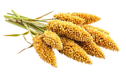 Group of golden, teardrop-shaped grains bundled together, stems showing, against a black background