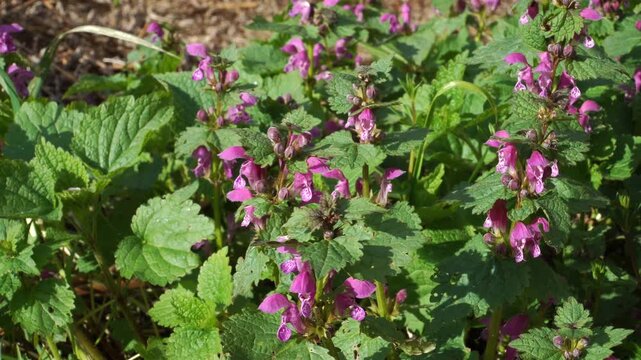 Spotted Dead-Nettle (Lamium maculatum) blooms with vibrant purple-pink flowers and serrated leaves, thriving in dappled forest shade during peak midsummer growth.
