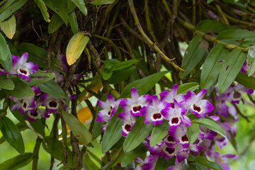 butterfly on flowers