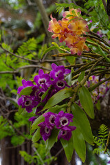 pink and yellow flowers