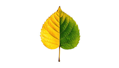 Leaf, half yellow, half green, veined texture, pointy tip, against a stark black background, symmetrical balance
