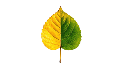 Leaf, half yellow, half green, veined texture, pointy tip, against a stark black background, symmetrical balance