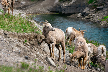 Female herd of Bighorn sheep - mothers with youngs are grazing on grass and leaves in the mountains in spring, scene at the lake.