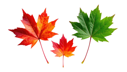 Three maple leaves, vibrant colors red, orange, green; isolated on black background, showcasing autumn transition