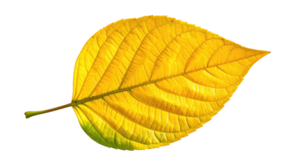 A yellow-orange leaf with pronounced veins sits against a black background, spotlighted