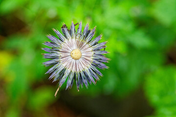 Purple flower with sharp petals white ring and yellow center