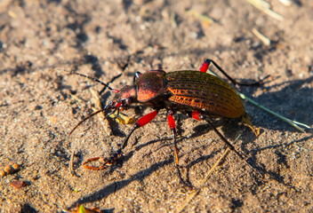 The beetle Carabus cancellatus crawls along the ground and is a common ground beetle