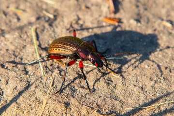 Large beetle Carabus cancellatus is a common ground beetle