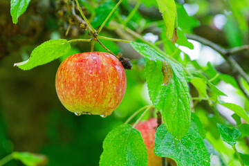 Fresh Ingrid Marie apple with water droplets streaming down on tree branch